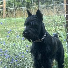 Abigail - Standard Schnauzer