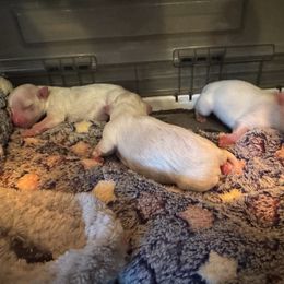 Maltese - White male Maltese puppy in Houston, Texas from The Royal Furbabies