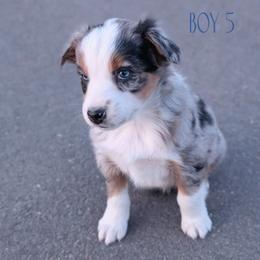 Boy 5 - Blue merle Australian Shepherd puppy in Yakima, Washington from Naches Heights Ranch