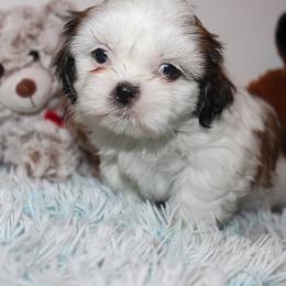 Girl 2 - Red and white female Shih Tzu puppy in Craig, Colorado from Rocky Mountain Shih Tzus and Dry Creek Miniature Dachshunds