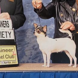 AKC Champion Hailey - Black and white female Chihuahua puppy in Newport, Maine from Pinewood Acres Chihuahuas