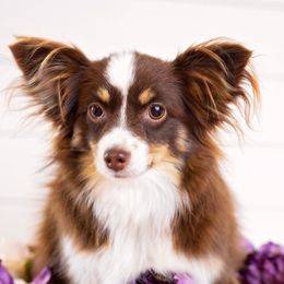 Miniature Australian Shepherds from Little Brazos Aussies