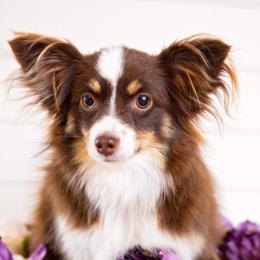 Miniature Australian Shepherds from Little Brazos Aussies