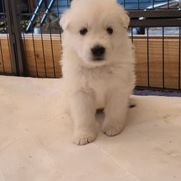 Berger Blanc Suisse Puppies from Absolute Dream White Swiss Shepherds
