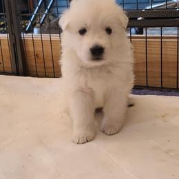 Berger Blanc Suisse Puppies from Absolute Dream White Swiss Shepherds