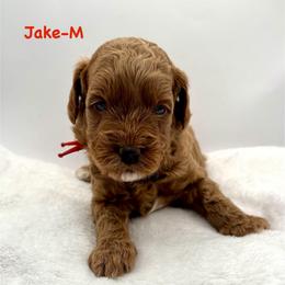 Jake-red collar - Red  male Goldendoodle puppy in Lewisville, Texas from Zink Doodles