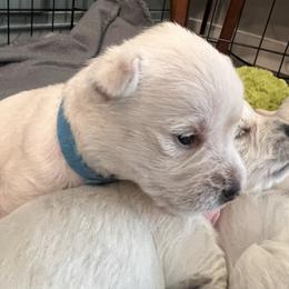 Light Blue - White male West Highland White Terrier puppy in Kuna, Idaho from Treasure Valley Idaho Westies