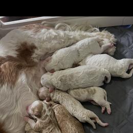 Prancer - Red female Cavapoo puppy in Bradenton, Florida from Christianna’s Mini Goldendoodles