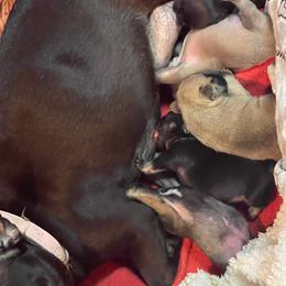 French Bulldog puppies from Midwest Beautiful Frenchies