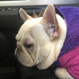 Raspberry - French Bulldog