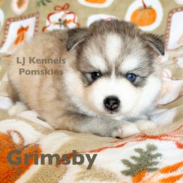 Grimsby - Gray and white male Pomsky puppy in Centerville, Iowa from LJ Kennels Pomskies, LLC