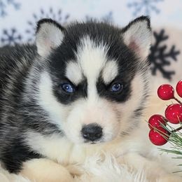 Girl 1 - Black and white female Siberian Husky puppy in Hebron, Kentucky from Glacier Run Huskies
