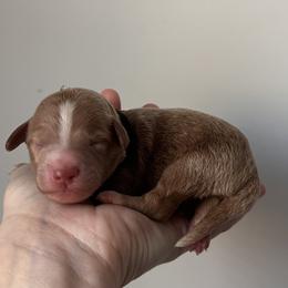 Iron Man-Black - Red  male Goldendoodle puppy in Asheboro, North Carolina from Southern Bred Pups