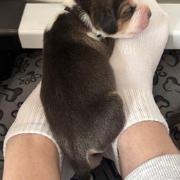 Girl 1 - female Harrier puppy in Waxhaw, North Carolina from Darkfire Harriers