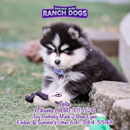 Felix - Black and white male Pomsky puppy in Humeston, Iowa from M.A.R. Dogs