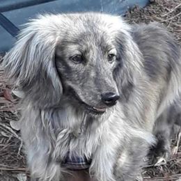 Ringo - Dachshund