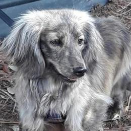 Ringo - Dachshund