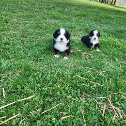 Bernese Mountain Dog Puppies from Allison Thornton
