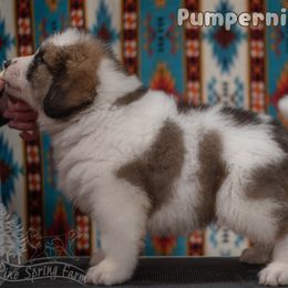 Pumpernickle - White male Tornjak puppy in Albright, West Virginia from Pine Spring Farm