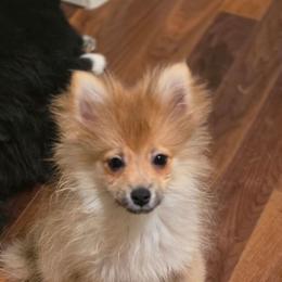 Percy - Orange sable male Pomeranian puppy in El Centro, California from BabyBooPoms