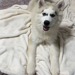 Siberian Husky Puppies from Noble Heart Siberians