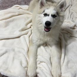 Siberian Husky Puppies from Noble Heart Siberians