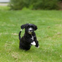 Australian Labradoodle Puppies from Bedrock Labradoodles