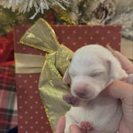 Prince Andrew - Dapple male Dachshund puppy in El Cajon, California from Lisa Buxton
