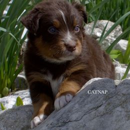 Catnap - Red tri-color Australian Shepherd puppy in Newport, Rhode Island from Wildings Australian Shepherds