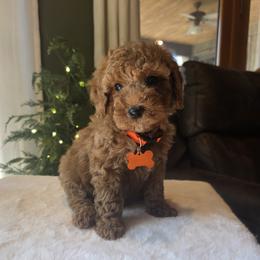 Orange Collar  Benny - Red  male Goldendoodle puppy in Bristol, Tennessee from 4goldendoodles