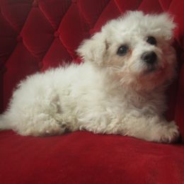 Fluffy - Bichon Frise