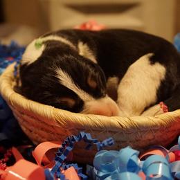 Green boy - Tri-colored male Treeing Walker Coonhound puppy in Lovelady, Texas from 3 Color Kennel
