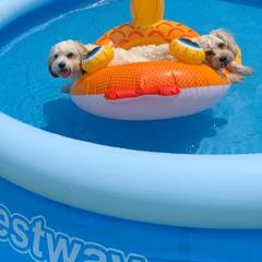 Cavalier King Charles Spaniel, Cavaton, and Coton de Tulear All Grown Up from Lakeshore Cavatons