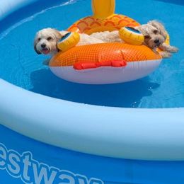 Cavalier King Charles Spaniel, Cavaton, and Coton de Tulear All Grown Up from Lakeshore Cavatons