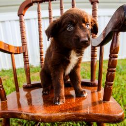 Truffle-Reserved - Red & white female Australian Shepherd puppy in Alvin, Texas from Gulf Coast Aussies