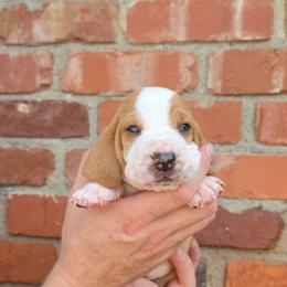 Cash - Red and white male Basset Hound puppy in Bellaire, Ohio from Blessed Bassets