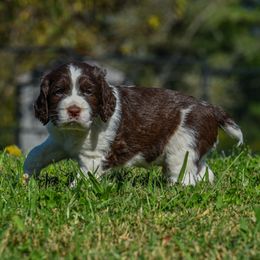 Mr. Rambler - Liver and white male English Springer Spaniel puppy in Kingsport, Tennessee from Leandra's English Springer Spaniels