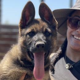 Girl 1 - Sable German Shepherd puppy in Riverside, California from Von Der Sagobi