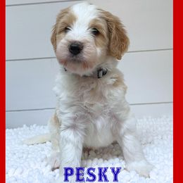 Pesky - Parti male Goldendoodle puppy in North Conway, New Hampshire from Arbor Grace Doodles