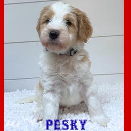Pesky - Parti male Goldendoodle puppy in North Conway, New Hampshire from Arbor Grace Doodles