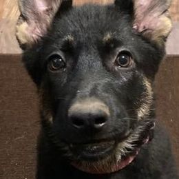 Girl 3 - German Shepherd puppy in Modoc County, California from Vom Marischal Working Lines German Shepherd Dogs