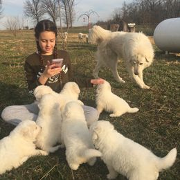 Border Collie and Maremma Sheepdog Puppies from 2J 2K Border Collies & Maremma Sheepdogs