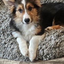 Frenchie - Black and tan female Pembroke Welsh Corgi puppy in Holley, New York from Fawn Ridge Farm