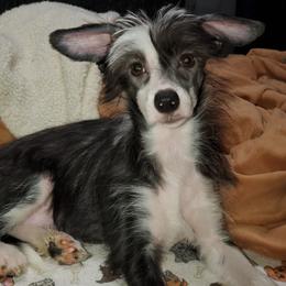 Chinese Crested Puppies from Perfect Pups R Us