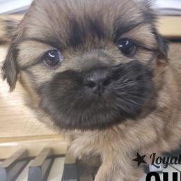 Gumball - Black and tan male Shih Tzu puppy in Peoria, Arizona from Loyal Shih Tzu