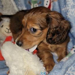 Rico. (Non Dapple) - Red male Dachshund puppy in Terlton, Oklahoma from CLARK'S BREEDING PROGRAM