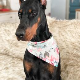 Doberman Pinscher Puppies from Imperium Dobermann Kennel