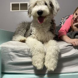 Old English Sheepdog Puppies from Heavinly Blessings Farm Pups - Old English Sheepdog Puppies