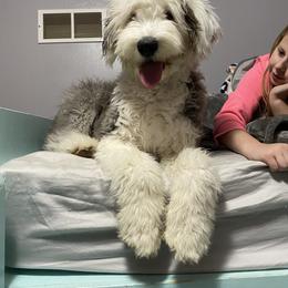 Old English Sheepdog Puppies from Heavinly Blessings Farm Pups - Old English Sheepdog Puppies