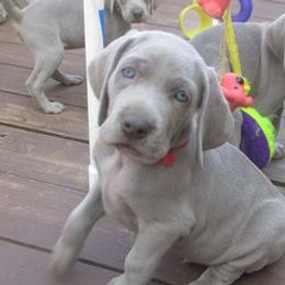 Weimaraners from Zana Schepis's Weimaraners